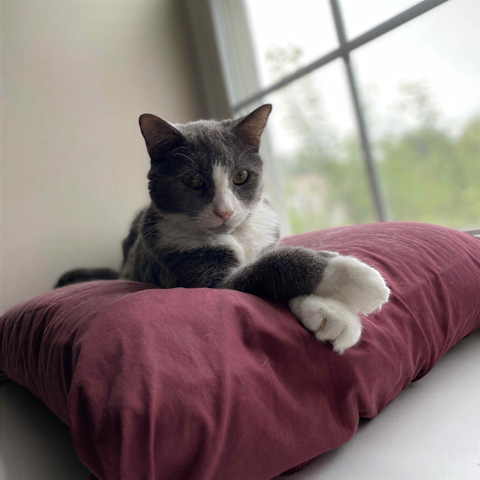 Emily's Cat Sitting In Chantilly photo 3
