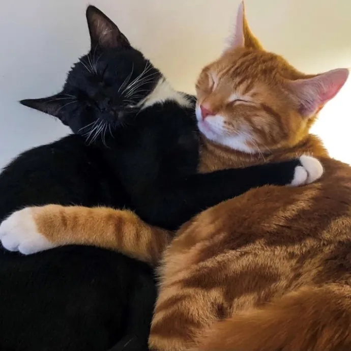 Nyc Cat Mama Looking 2 Cat Sit 4 You