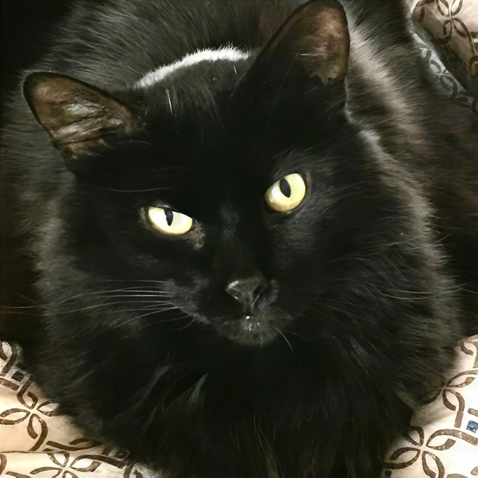 Sandy's Curated Cat Care