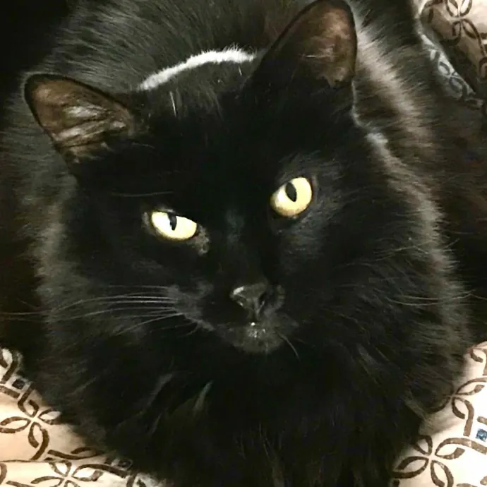 Sandy's Curated Cat Care