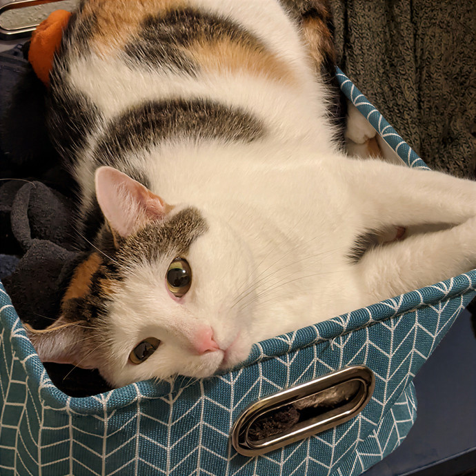 Alayna's Paw-Some Cat Sitting