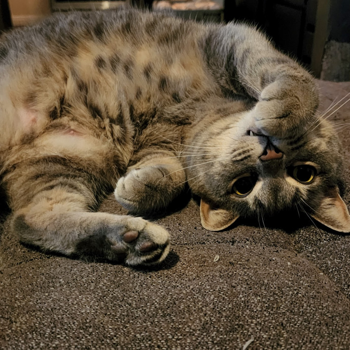 Court's Cats In Central Sd