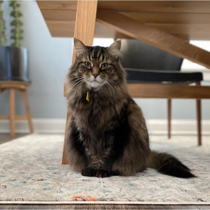 Megan's Expert Cat Sitting