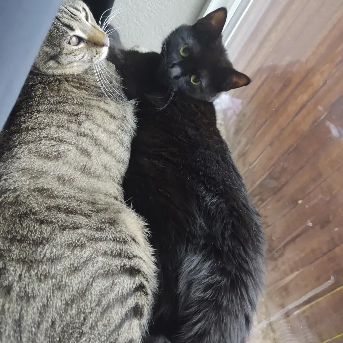 Enjoy Every Meowment Purrs Bailey