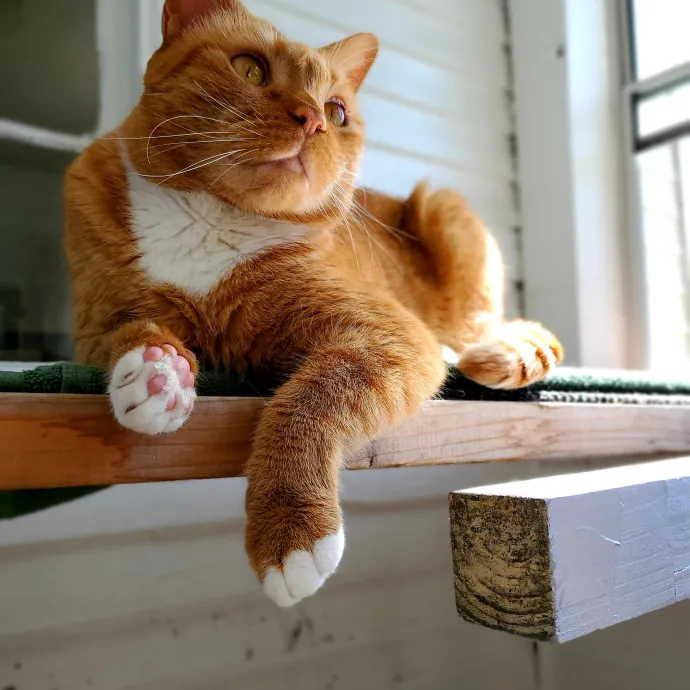 Amanda's Caring Hands