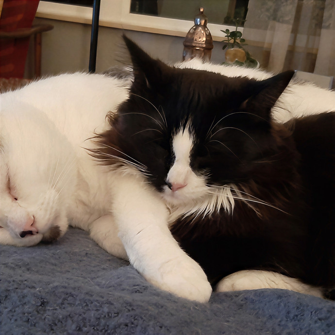 The Cat Lady Eugene Or photo 2