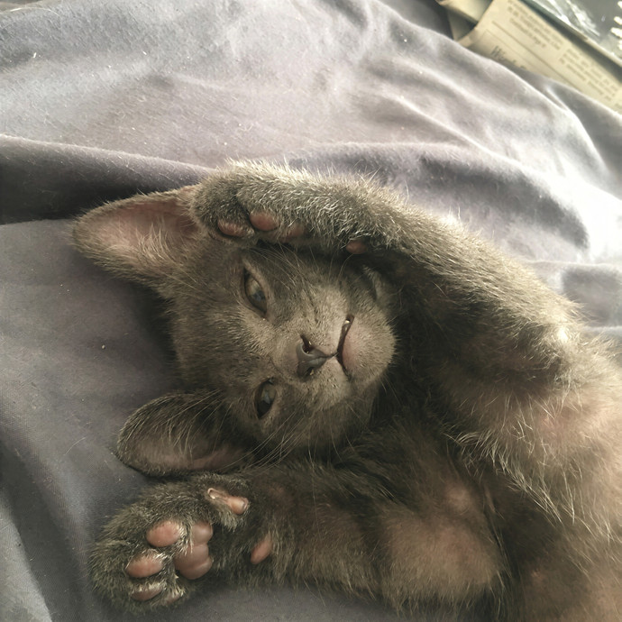 Amy Palmer Purrfessional