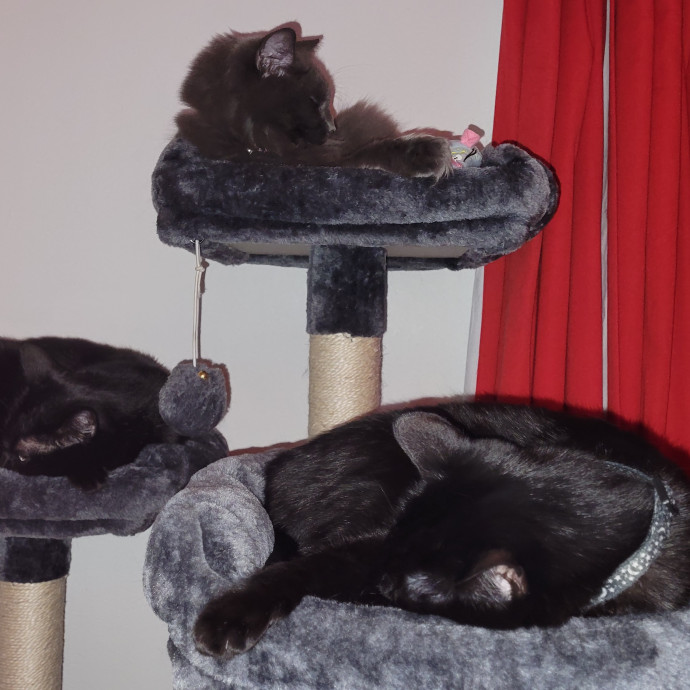 Brandi's Purrfect Sitting photo 2