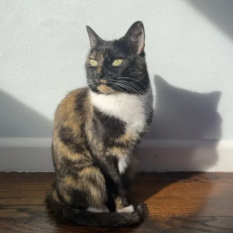 Kelly's Foco Cat Sitting