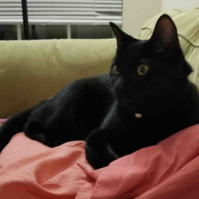 Christina's Cat Sitting