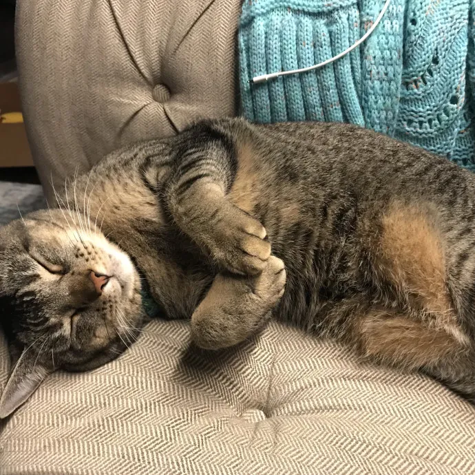 Sf Cat Sitting With Sonya Meow photo 2