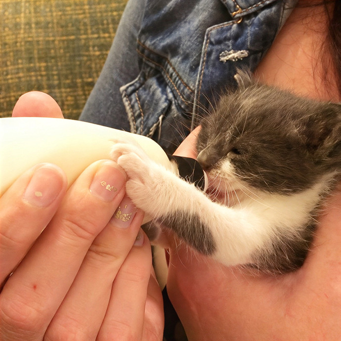 Cat Nutritionist In Training With Injectable Meds Experience