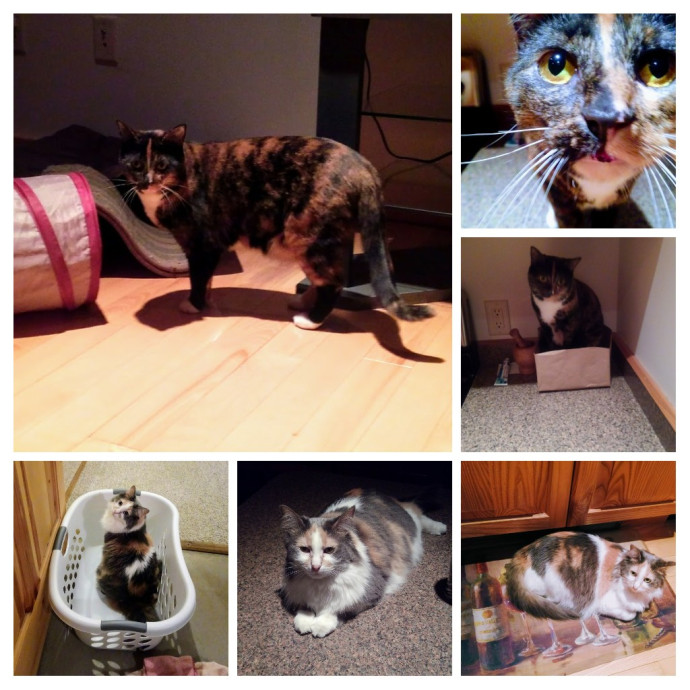 Kitty Mews  Kisses photo 3