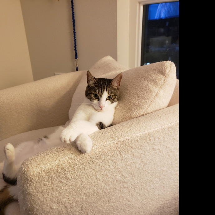 Erin The Long Beach Cat Bestie