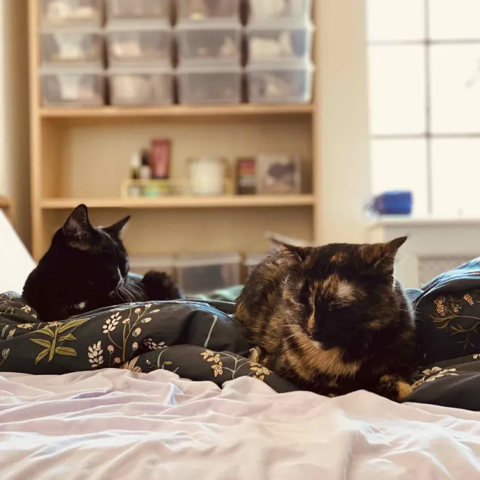 Happy Headbutts Cat Care By Shruti photo 2