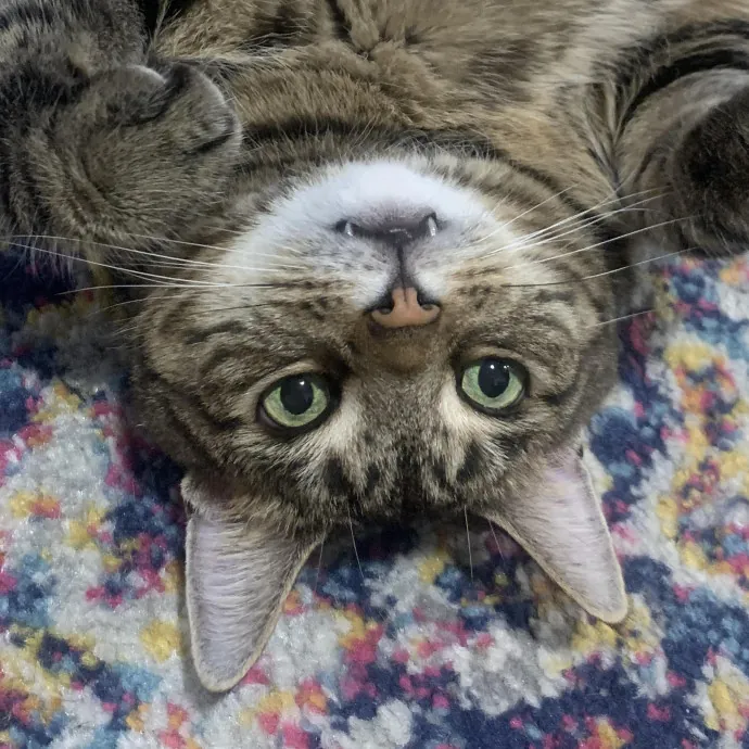 Bushwick Brooklyn Cat Sitter