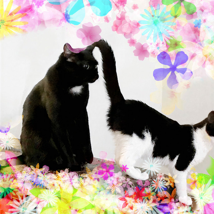 Cat Sitter Queens Brooklyn Manhattan Nj photo 2