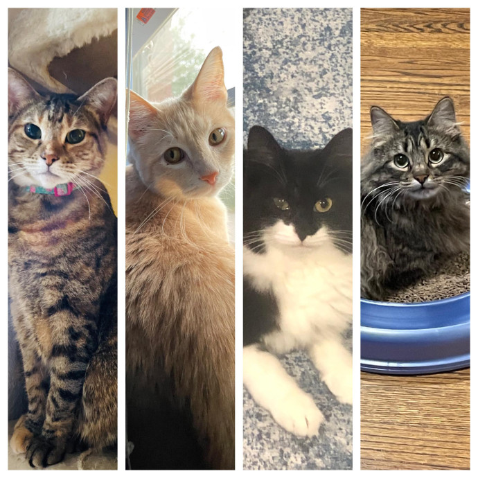 Chanley's Purrfect Cat Sitting Dallas photo 2