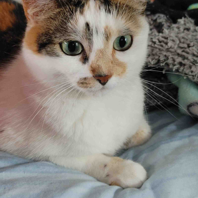 Amber's Cat Sitting