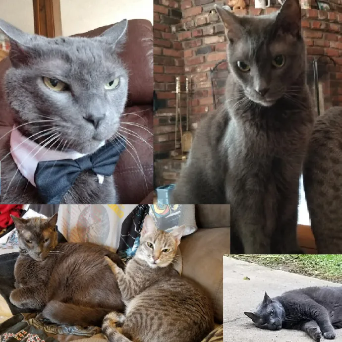 Northland Cat Sitting Service