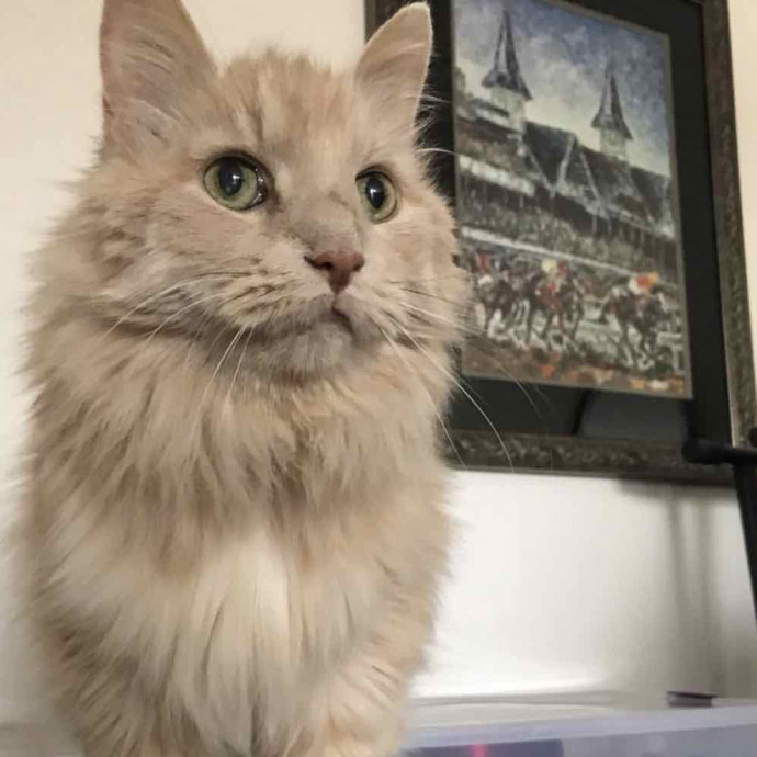 Cat Sitter In Maine photo 2