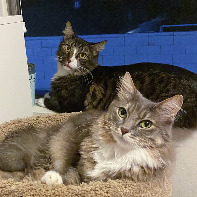 Cozy Kitty Care San Diego