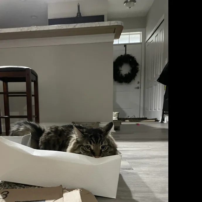 Mad's Meowtastic Cat Sitting Columbus