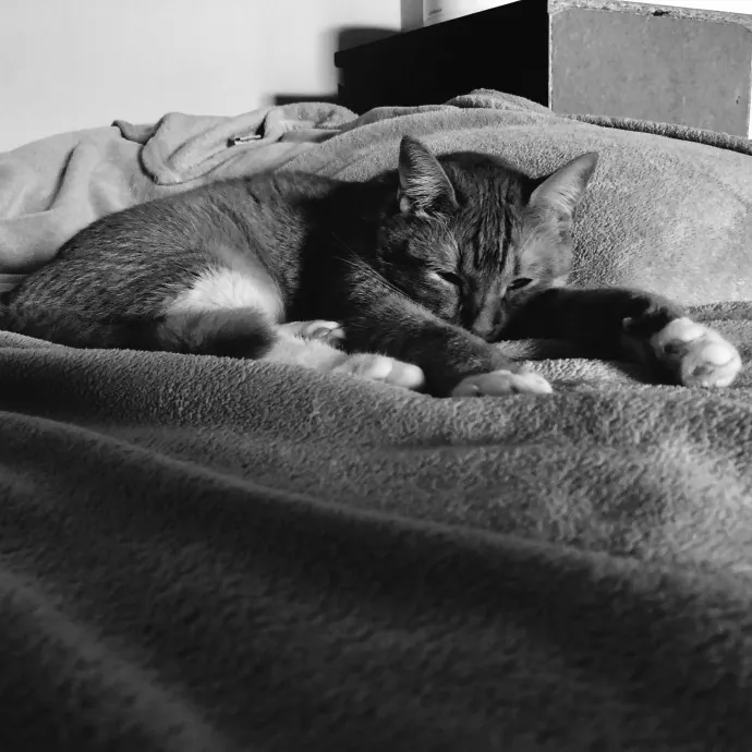 Catfest At Tiffany's photo 2