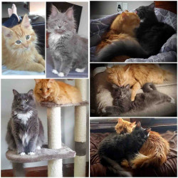 cats-img-1