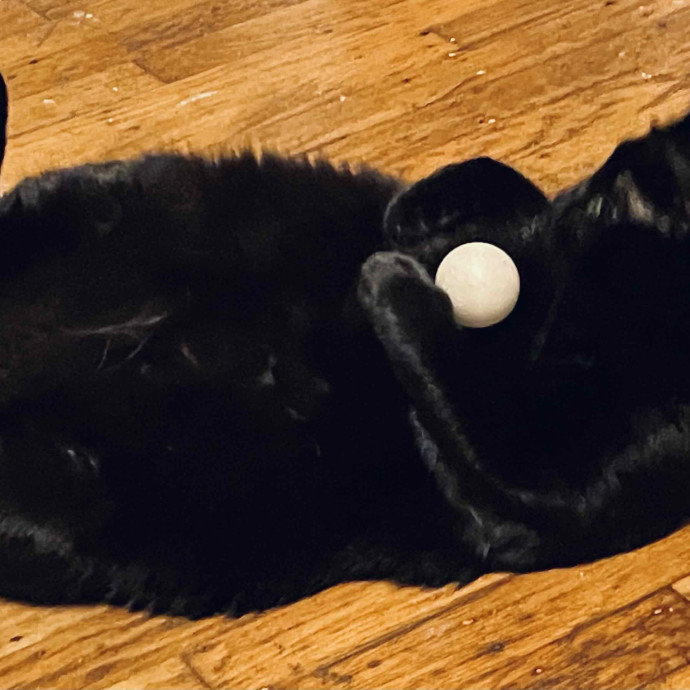 Diana's Purr-Tastic Cat Sitting
