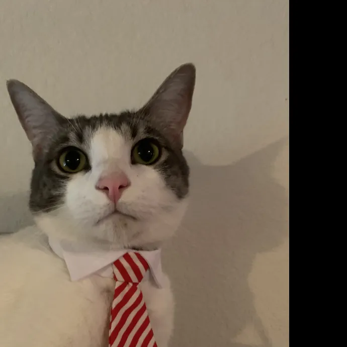 Shannon's Boone Cat Care photo 4