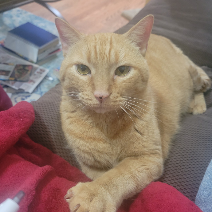 Joyces Fear Free Certified Cat Care
