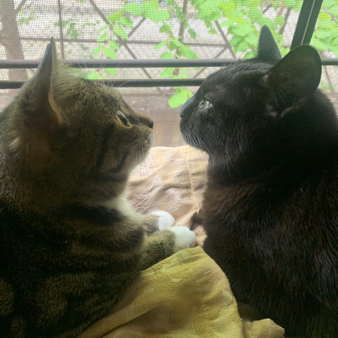 Haidy's Cat Care Trusted Top-Rated Nyc