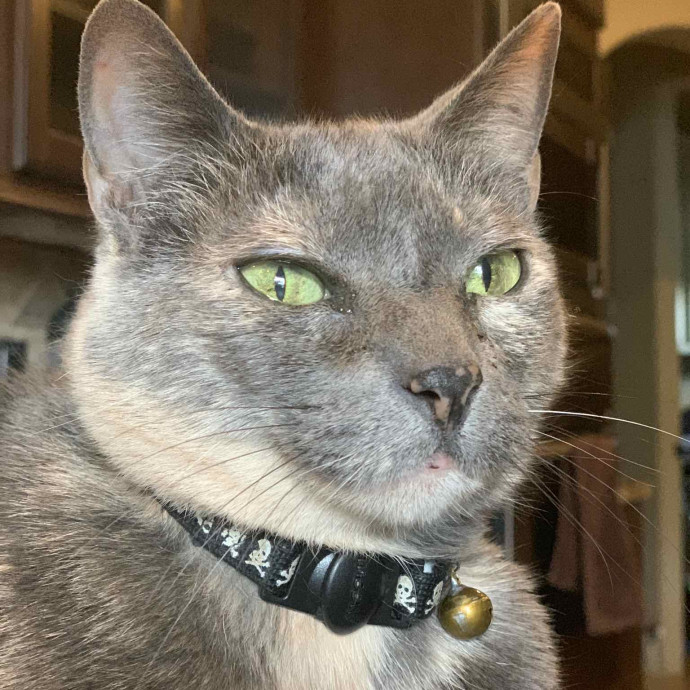 Amy's Kitty Care In Houston