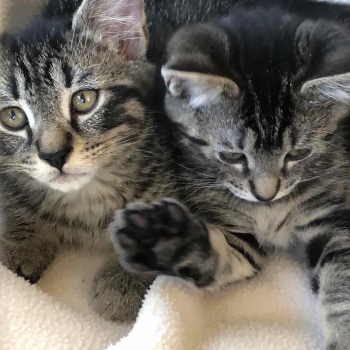 Bubba And Bean's Cat Care photo 2