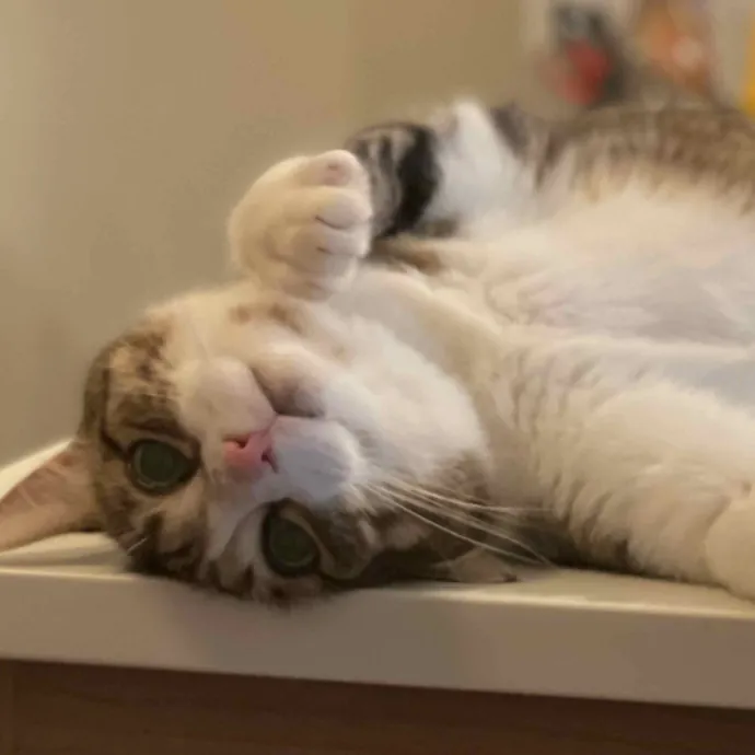 Let Me Love Your Cats