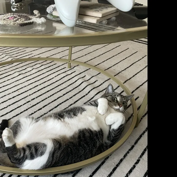 Cat Sitter in SW Portland Beaverton photo 2