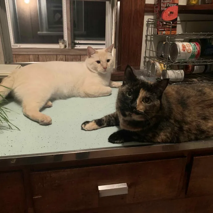 Jackie's Cat Sitting