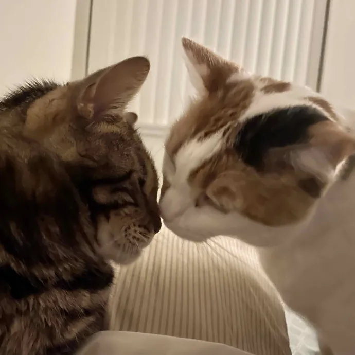 Leah's Pawsitive Cat Care photo 2