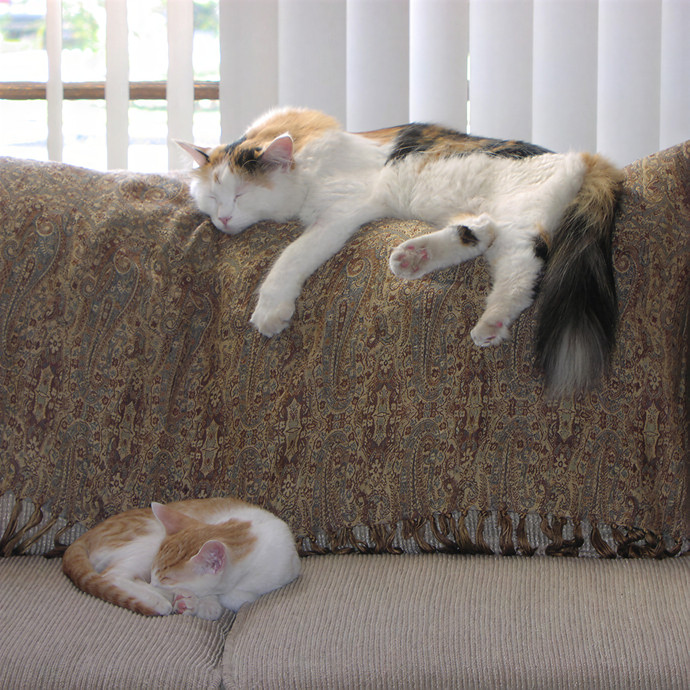Janette's Pdx Kitty Care photo 2