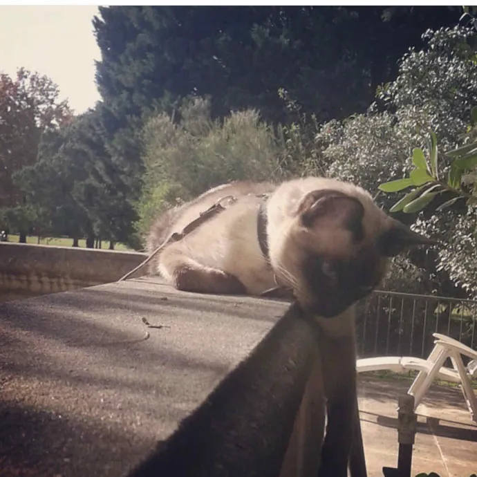 Tito Cat Sitter In Dc