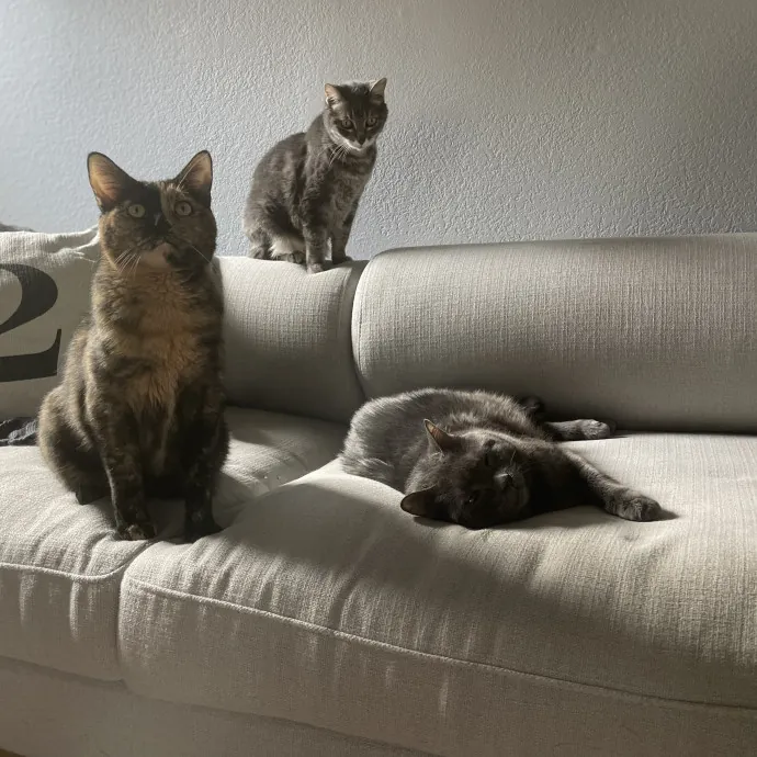 Steph's Sitting Service