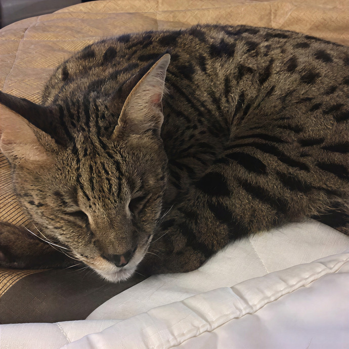 Jacqueline's Purrfect Cat Sitting photo 2