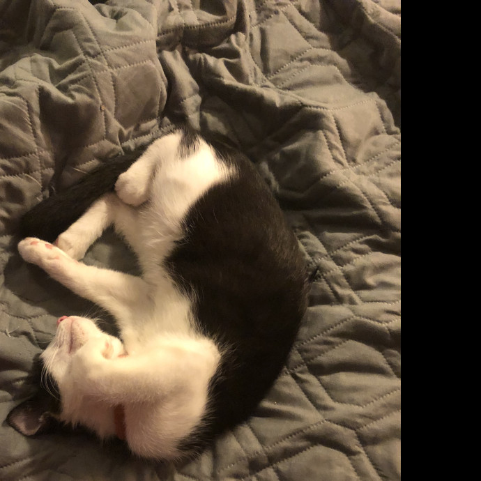 Halle's Purrfect Pet Sitting