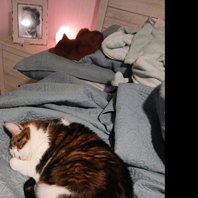 Lindsay's Purrfectly Cat Sitting Service