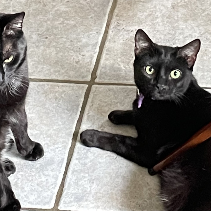 Melissa's Cat Care