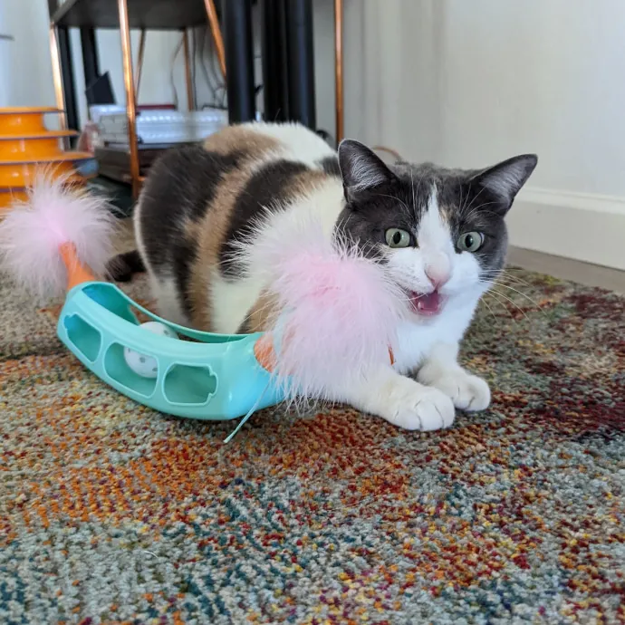 Purrfect Professional Care Great Photos