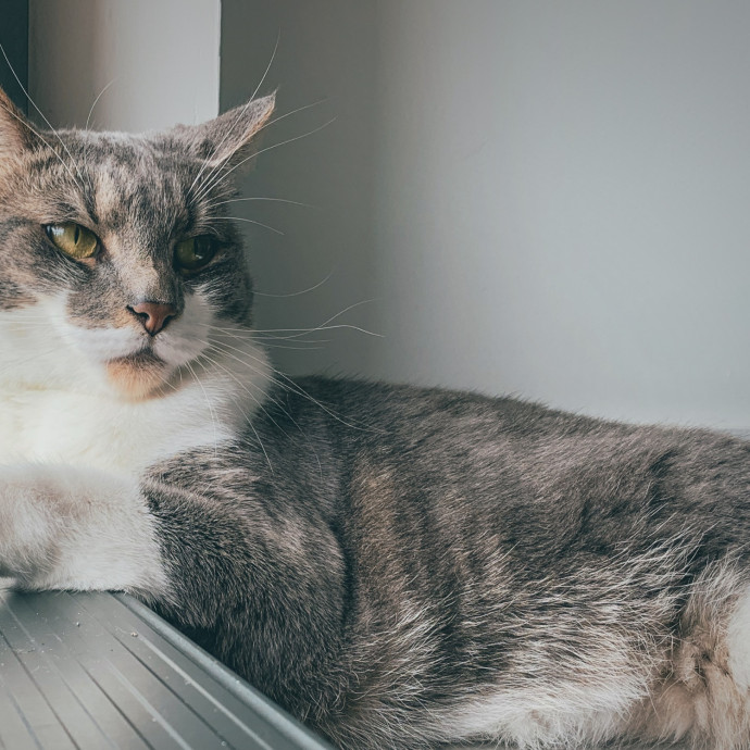 Brees Cat Sitting