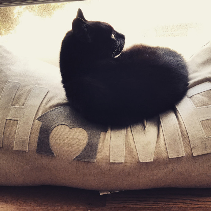 Storm's Sf Cat Care