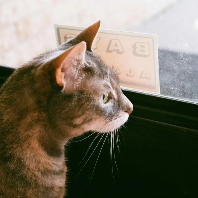 Chrissy's Purrrfect Cat Sitting In Tulsa